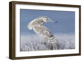 Snowy Owl-Mircea Costina-Framed Photographic Print