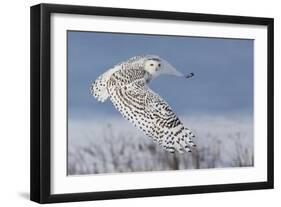 Snowy Owl-Mircea Costina-Framed Photographic Print