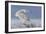 Snowy Owl-Mircea Costina-Framed Photographic Print