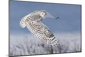 Snowy Owl-Mircea Costina-Mounted Photographic Print