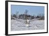 Snowy Owl-Lynn_B-Framed Photographic Print