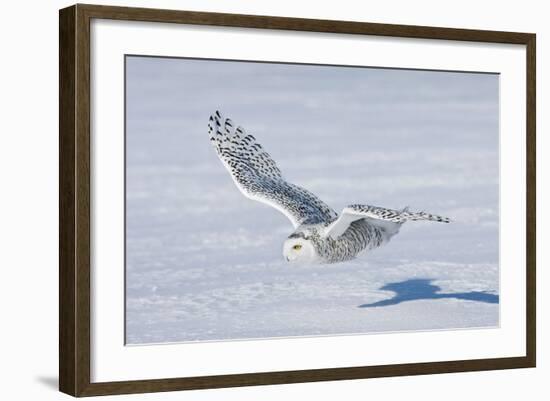 Snowy Owl-null-Framed Photographic Print