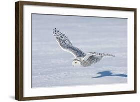 Snowy Owl-null-Framed Photographic Print