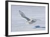 Snowy Owl-null-Framed Photographic Print