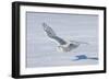 Snowy Owl-null-Framed Photographic Print