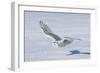 Snowy Owl-null-Framed Photographic Print