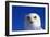 Snowy Owl-null-Framed Photographic Print