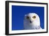 Snowy Owl-null-Framed Photographic Print