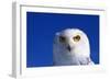 Snowy Owl-null-Framed Photographic Print