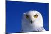 Snowy Owl-null-Mounted Photographic Print