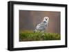 Snowy Owl-Milan Zygmunt-Framed Photographic Print