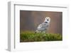 Snowy Owl-Milan Zygmunt-Framed Photographic Print