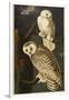 Snowy Owl-John James Audubon-Framed Giclee Print