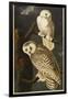 Snowy Owl-John James Audubon-Framed Giclee Print