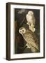 Snowy Owl-John James Audubon-Framed Giclee Print