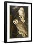 Snowy Owl-John James Audubon-Framed Giclee Print