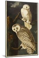 Snowy Owl-John James Audubon-Mounted Giclee Print