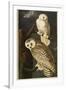 Snowy Owl-John James Audubon-Framed Giclee Print