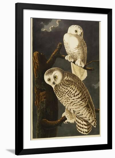 Snowy Owl-John James Audubon-Framed Giclee Print