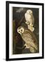 Snowy Owl-John James Audubon-Framed Giclee Print