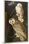 Snowy Owl-John James Audubon-Mounted Giclee Print