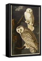 Snowy Owl-John James Audubon-Framed Stretched Canvas