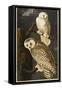 Snowy Owl-John James Audubon-Framed Stretched Canvas