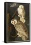 Snowy Owl-John James Audubon-Framed Stretched Canvas