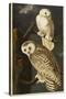 Snowy Owl-John James Audubon-Stretched Canvas