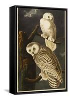 Snowy Owl-John James Audubon-Framed Stretched Canvas