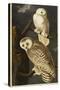 Snowy Owl-John James Audubon-Stretched Canvas