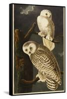 Snowy Owl-John James Audubon-Framed Stretched Canvas