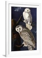 Snowy Owl-John James Audubon-Framed Photographic Print