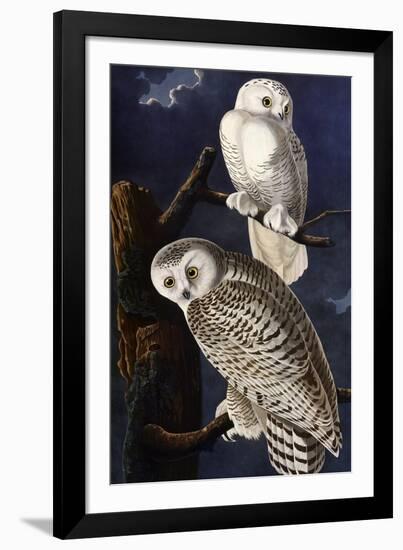 Snowy Owl-John James Audubon-Framed Photographic Print