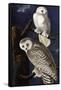 Snowy Owl-John James Audubon-Framed Stretched Canvas