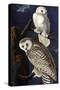 Snowy Owl-John James Audubon-Stretched Canvas