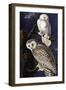 Snowy Owl-John James Audubon-Framed Photographic Print