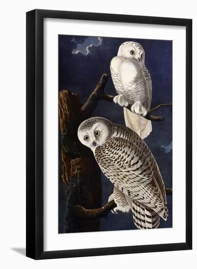 Snowy Owl-John James Audubon-Framed Photographic Print