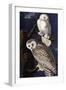 Snowy Owl-John James Audubon-Framed Photographic Print