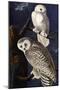Snowy Owl-John James Audubon-Mounted Photographic Print