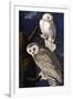 Snowy Owl-John James Audubon-Framed Photographic Print