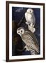 Snowy Owl-John James Audubon-Framed Photographic Print