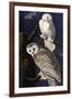 Snowy Owl-John James Audubon-Framed Photographic Print