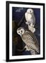 Snowy Owl-John James Audubon-Framed Photographic Print