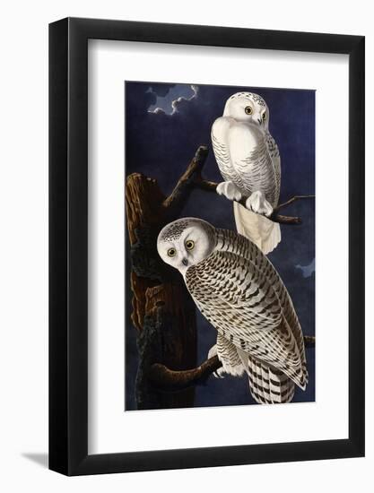 Snowy Owl-John James Audubon-Framed Photographic Print