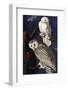 Snowy Owl-John James Audubon-Framed Photographic Print