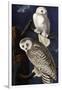 Snowy Owl-John James Audubon-Framed Photographic Print