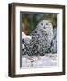 Snowy Owl-William Vanderdasson-Framed Giclee Print