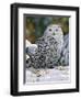 Snowy Owl-William Vanderdasson-Framed Giclee Print