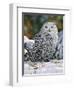 Snowy Owl-William Vanderdasson-Framed Giclee Print